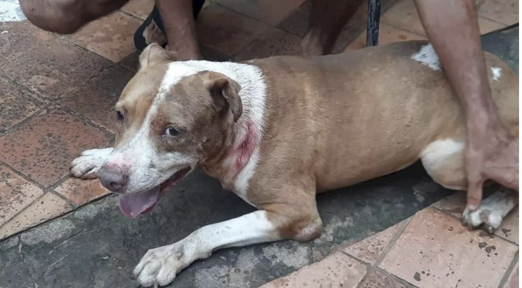 Pitbulls Atacam Cachorros Pedestre E Um Deles Morto Pela Pm Em Campo