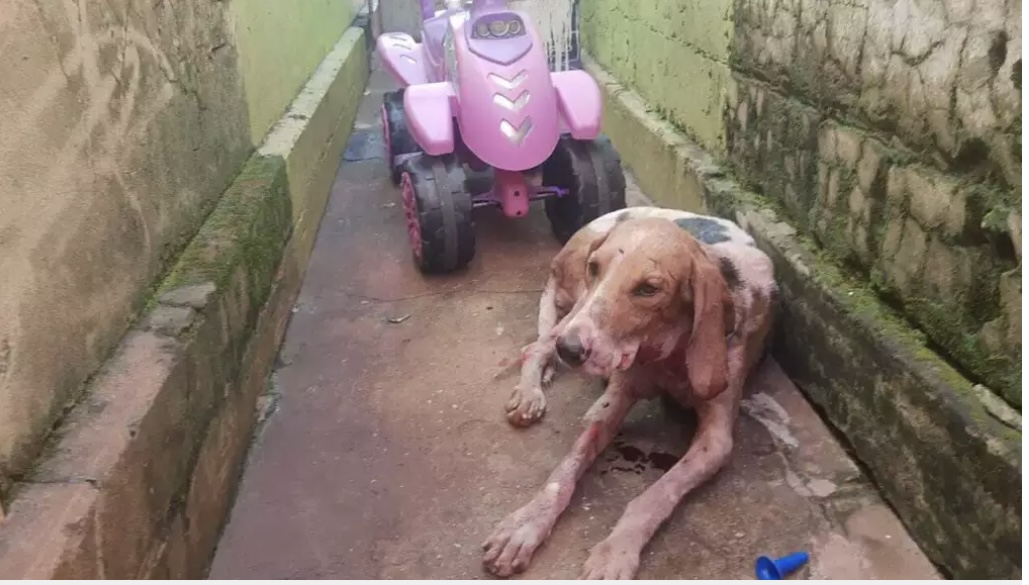 Presos Com Outros Dois Cachorros, Pitbull Ataca E Deixa Vira Lata ...