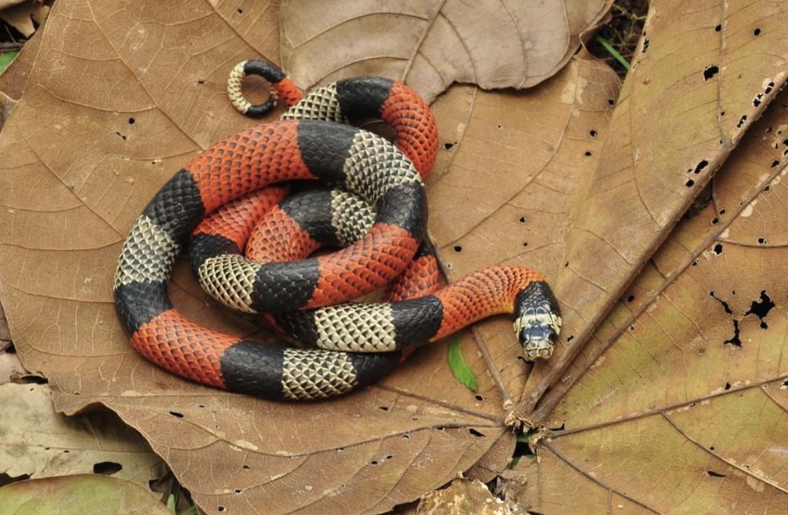 Conheça mais sobre a incrível cobra-coral