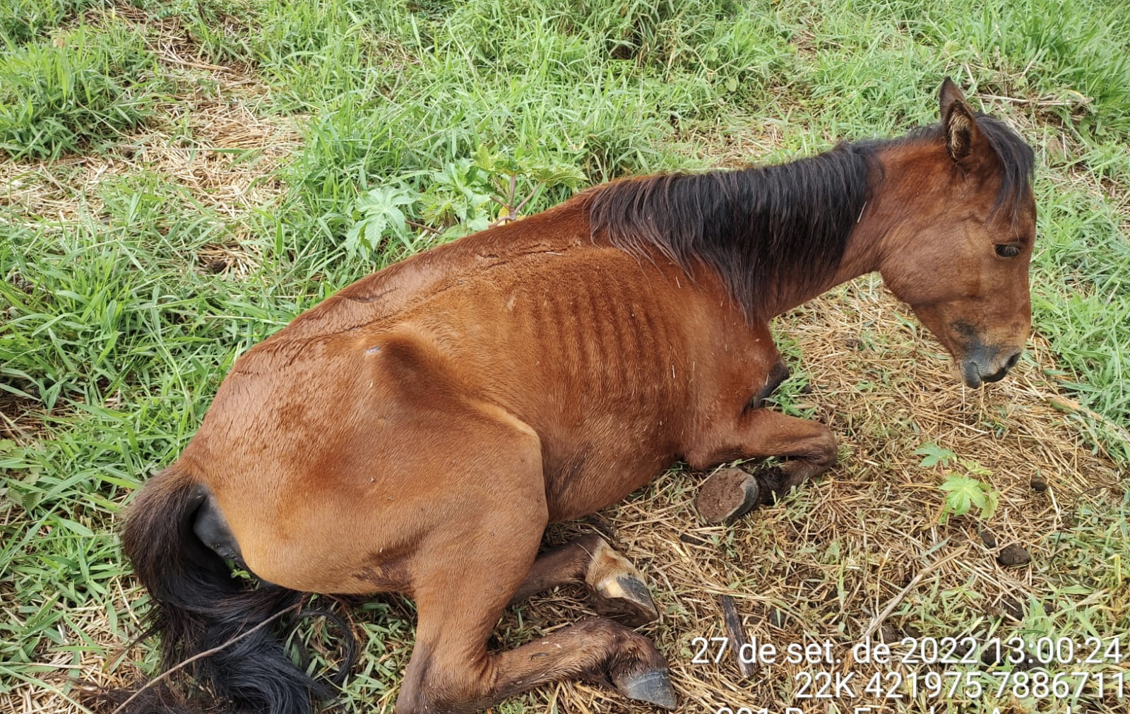 Apesar de repercussão, homem que matou cavalo não deve ficar preso