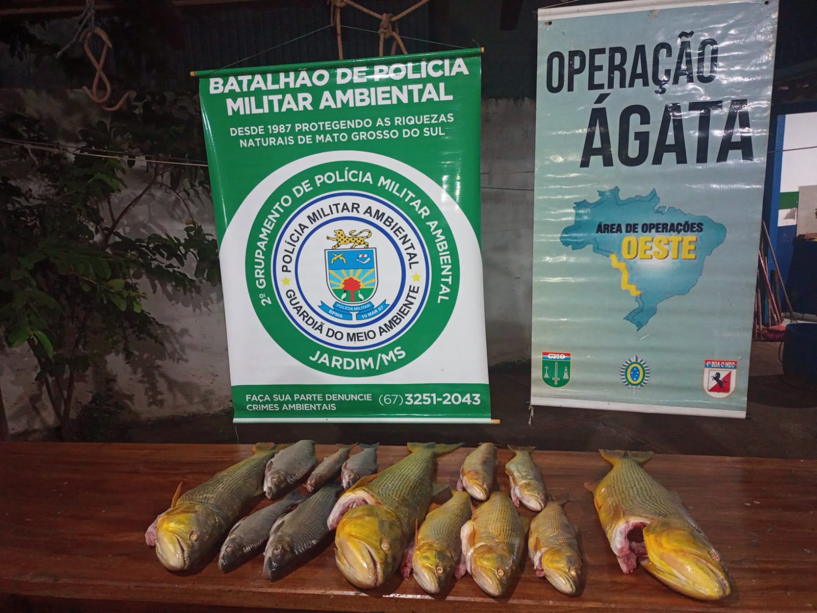 Pescados apreendidos (Divulgao) 