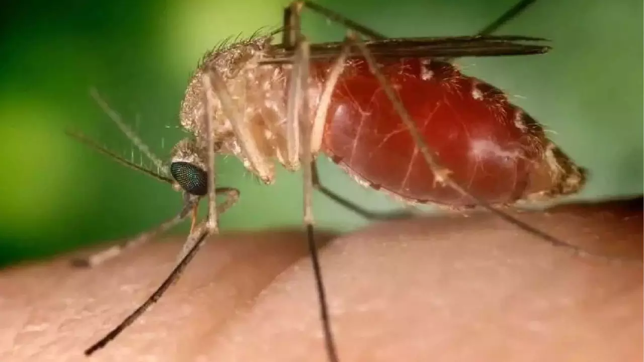 Mosquito pólvora (Reprodução, Conselho Federal de Farmácia)