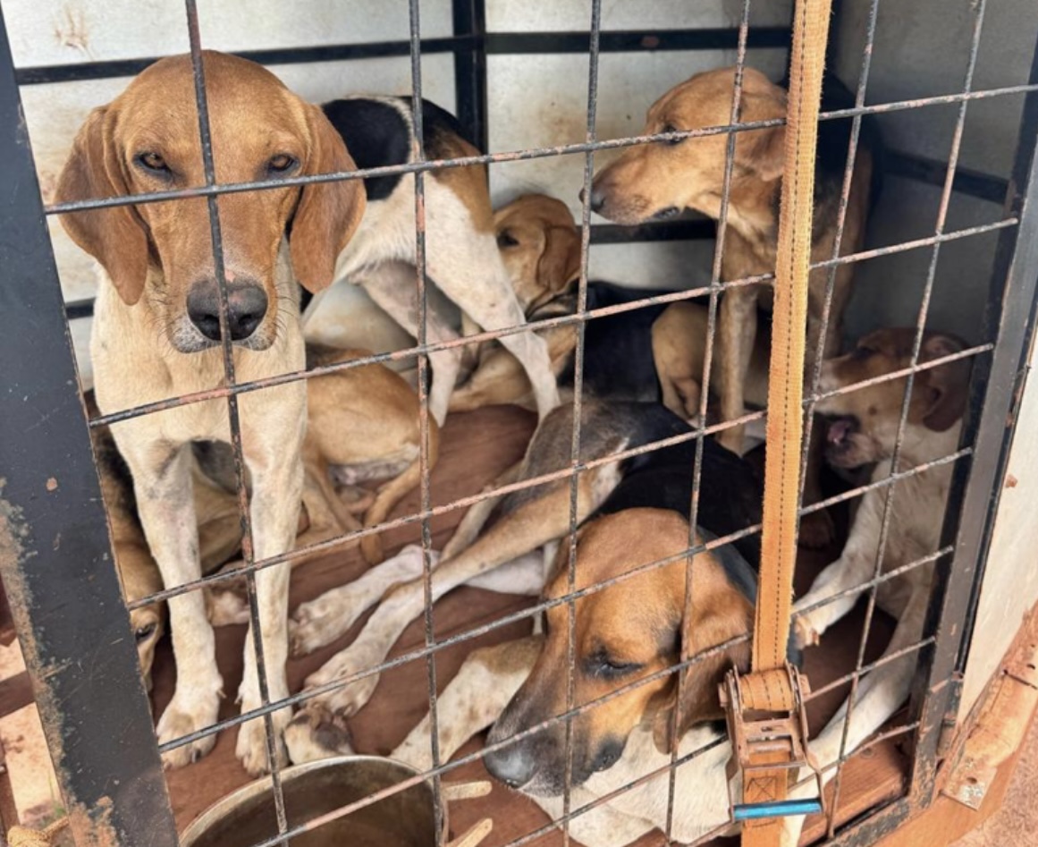 Animais estavam sendo transportados em uma gaiola 