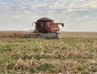 Mais de 300 mil hectares de milho já foram colhidos no Estado