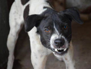 Jardim: Cachorro da família salva residência de ser furtada na noite desta terça-feira(3)