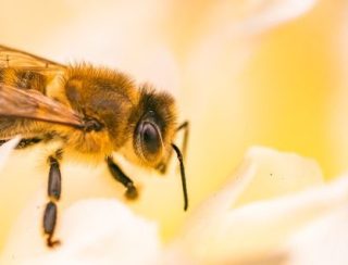 SES alerta para aumento de ataques de abelhas em MS e reforça medidas de prevenção