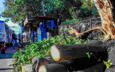 Campo Grande: Galhos de árvore que caiu durante temporal atrapalham trânsito e pedestres na Praça Ary Coelho
