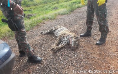 Alerta: trecho entre Corumbá e Miranda, da BR-262, registra a 20ª morte de onça-pintada