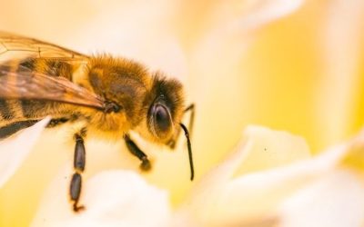 SES alerta para aumento de ataques de abelhas em MS e reforça medidas de prevenção